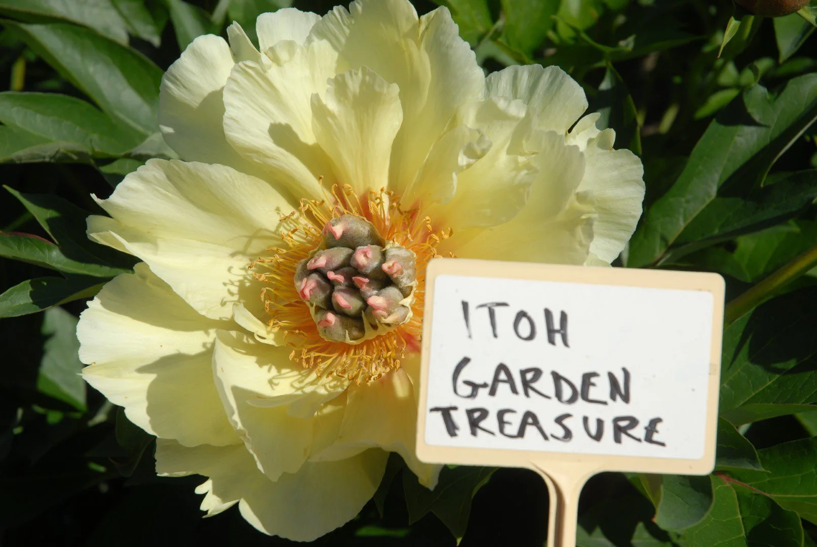 Garden Treasure - Image 6