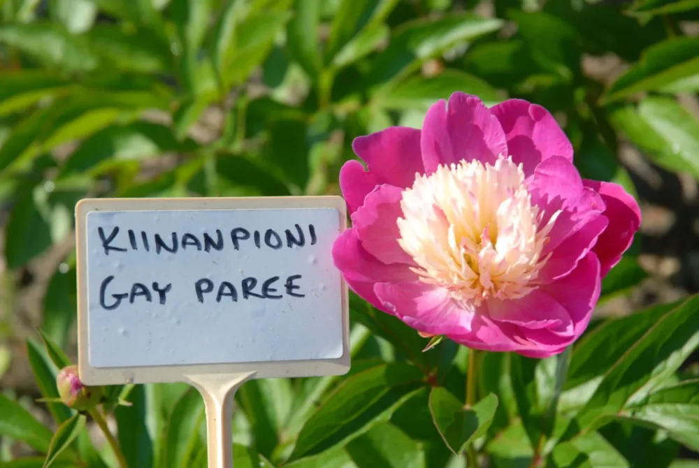 Gay Paree - Image 2