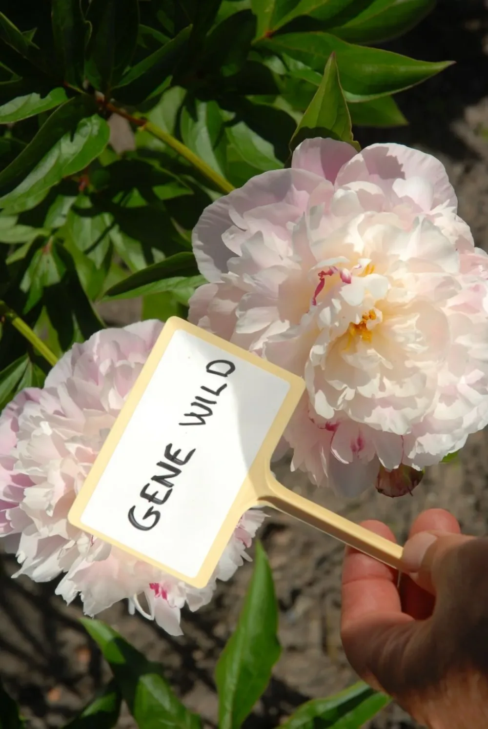 Gene Wild - Image 5