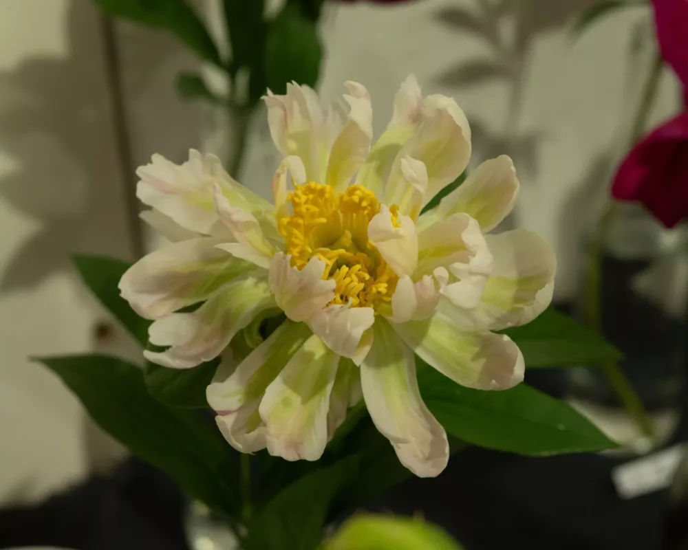 Green Lotus - Image 2