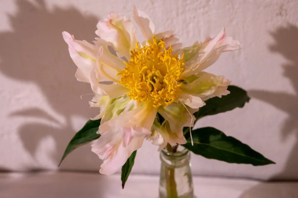 Green Lotus - Image 4