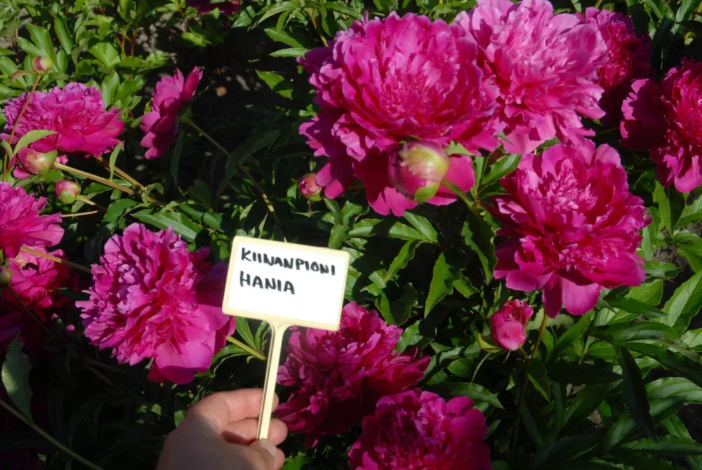 Hania - Image 7