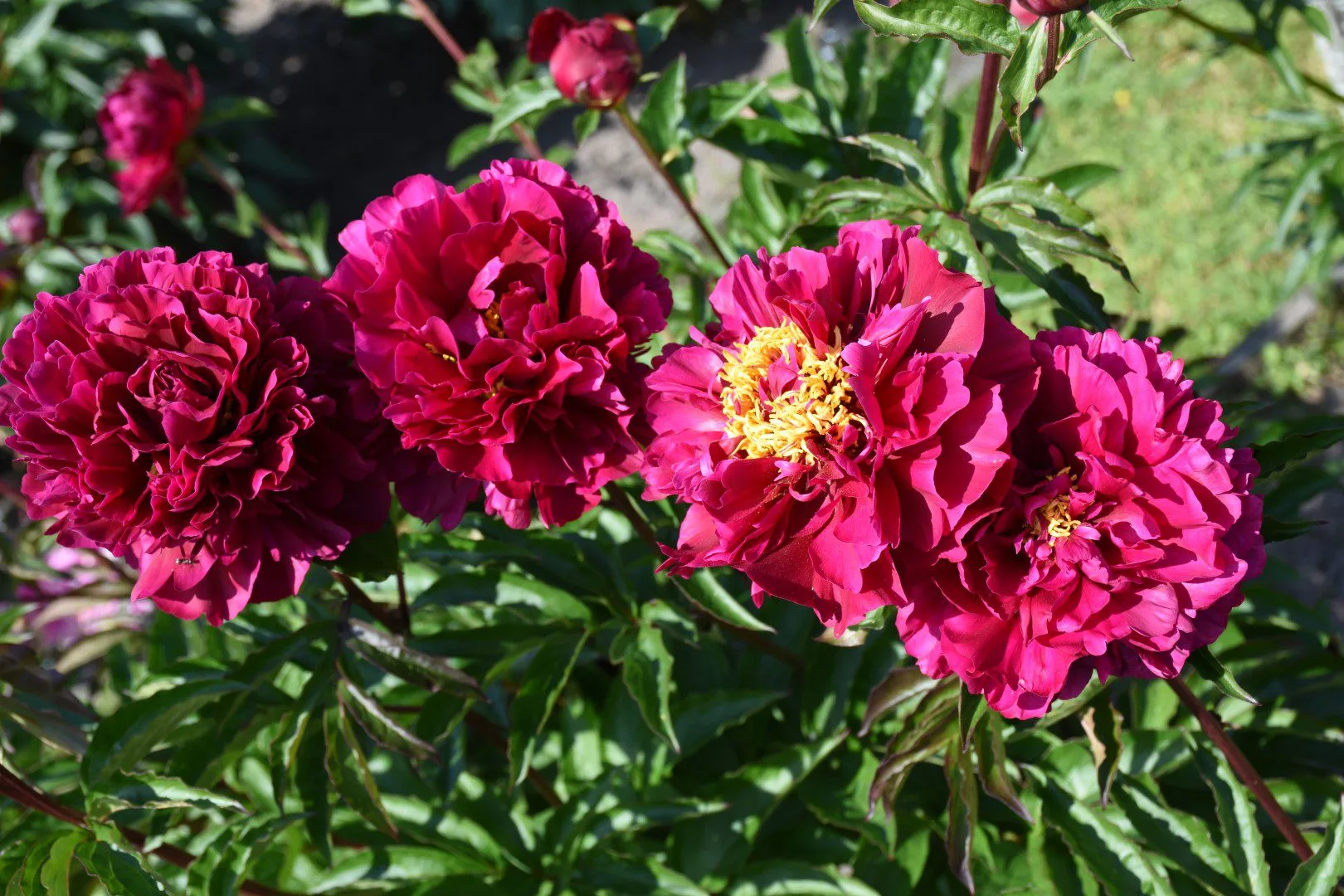 Hei Hai Bo Tao - Image 6