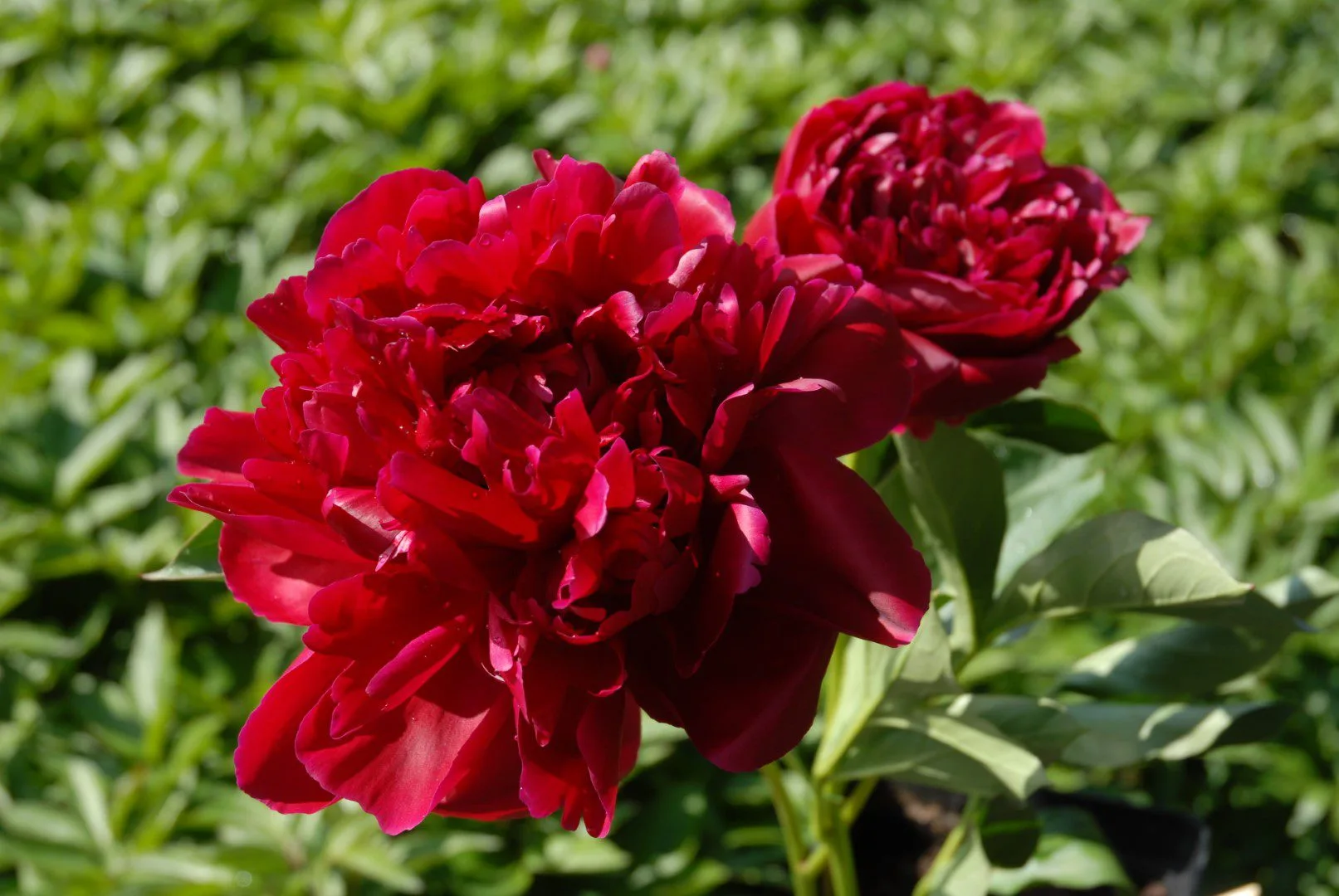 Hei Hai Bo Tao - Image 5