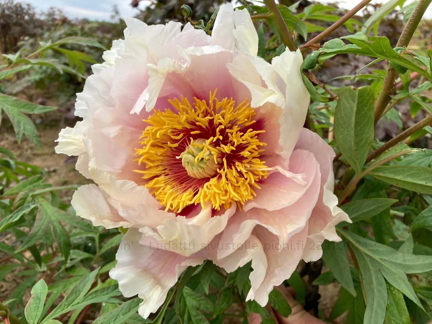 Helene Martin - Image 3