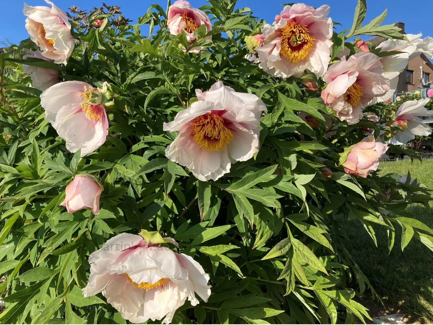 Helene Martin - Image 4