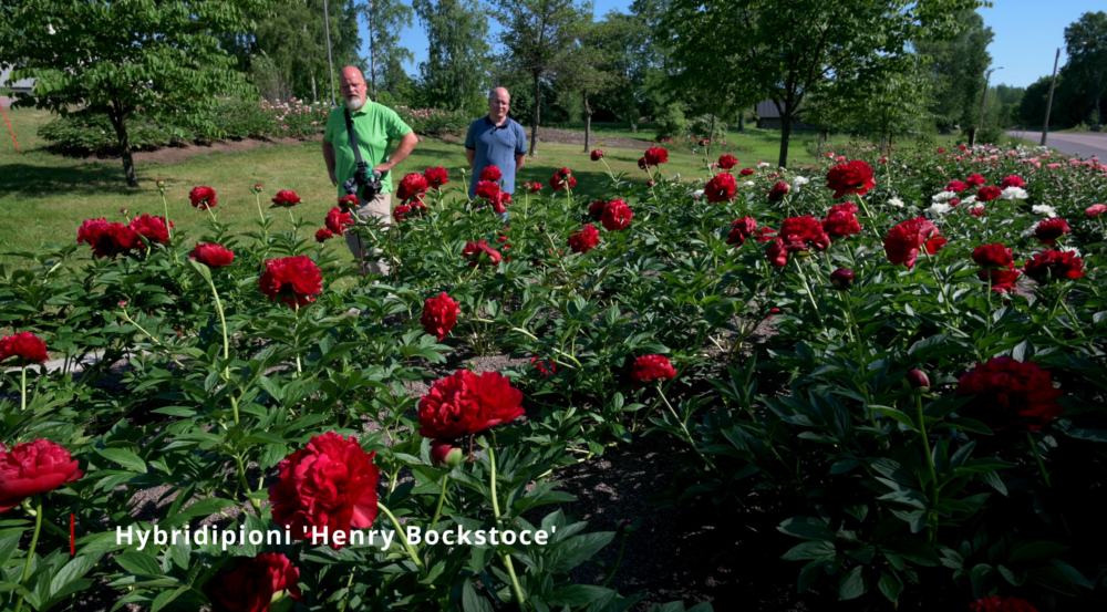 Henry Bockstoce - Image 3