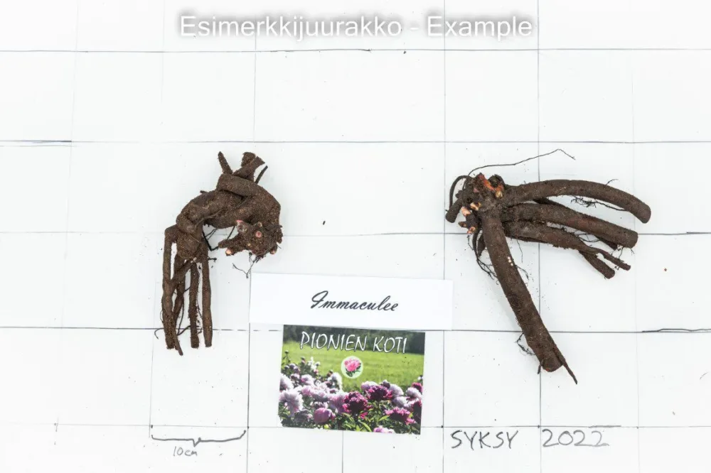 Immaculee - Image 8