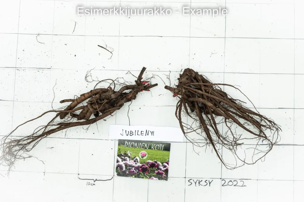 Jubilenyi - Image 2