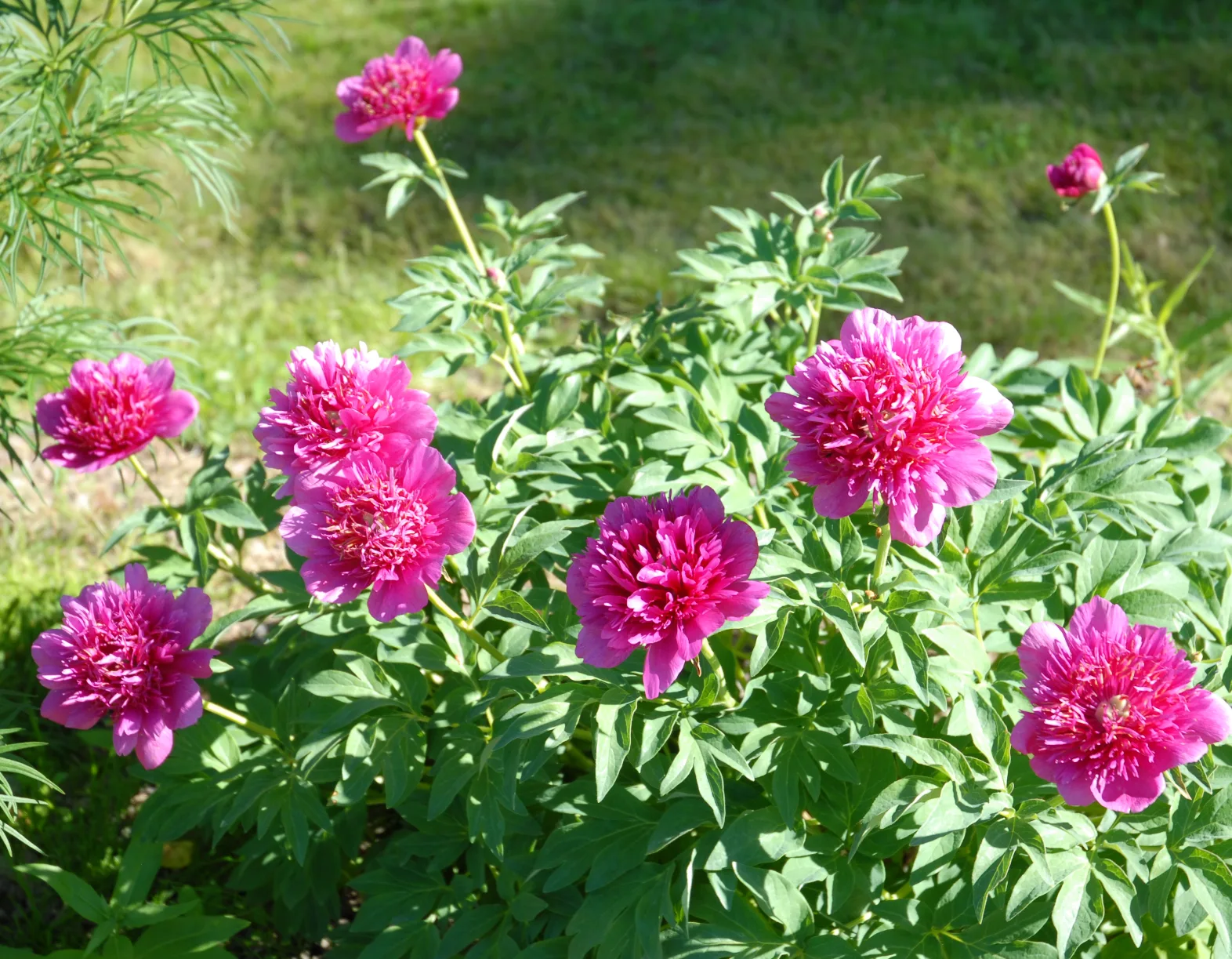 Juhannuspioni - Image 6