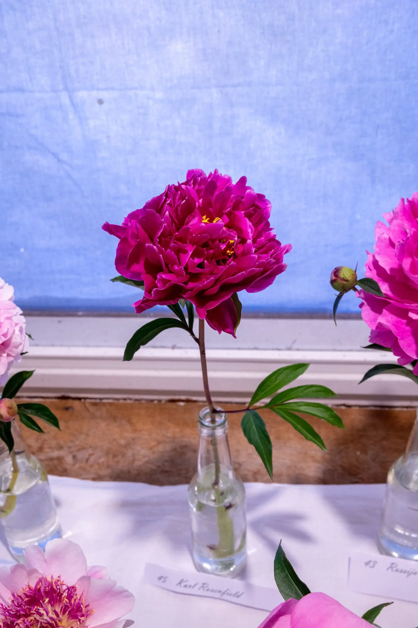 Karl Rosenfield – Home of Peonies