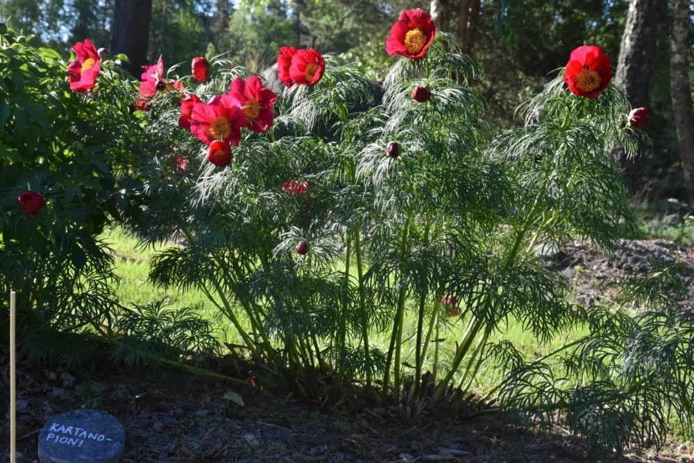 P. x hybrida 'Kartanopioni' - Image 5