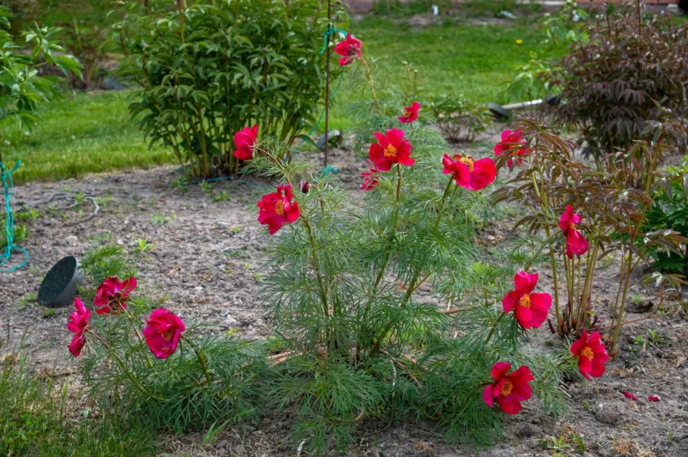 P. x hybrida 'Kartanopioni' - Image 4