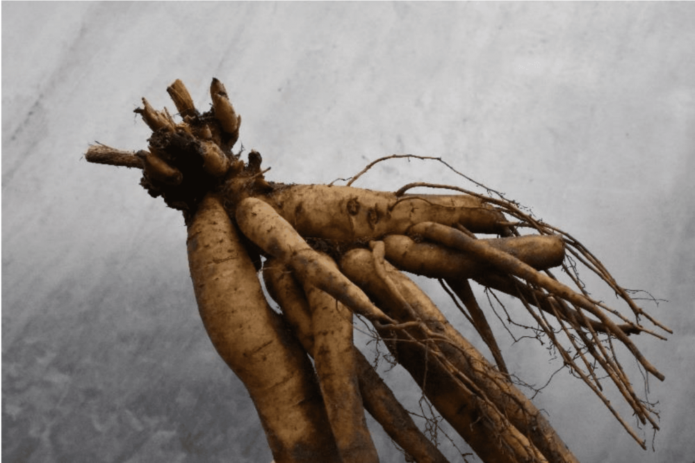 P. x hybrida 'Kartanopioni' - Image 9