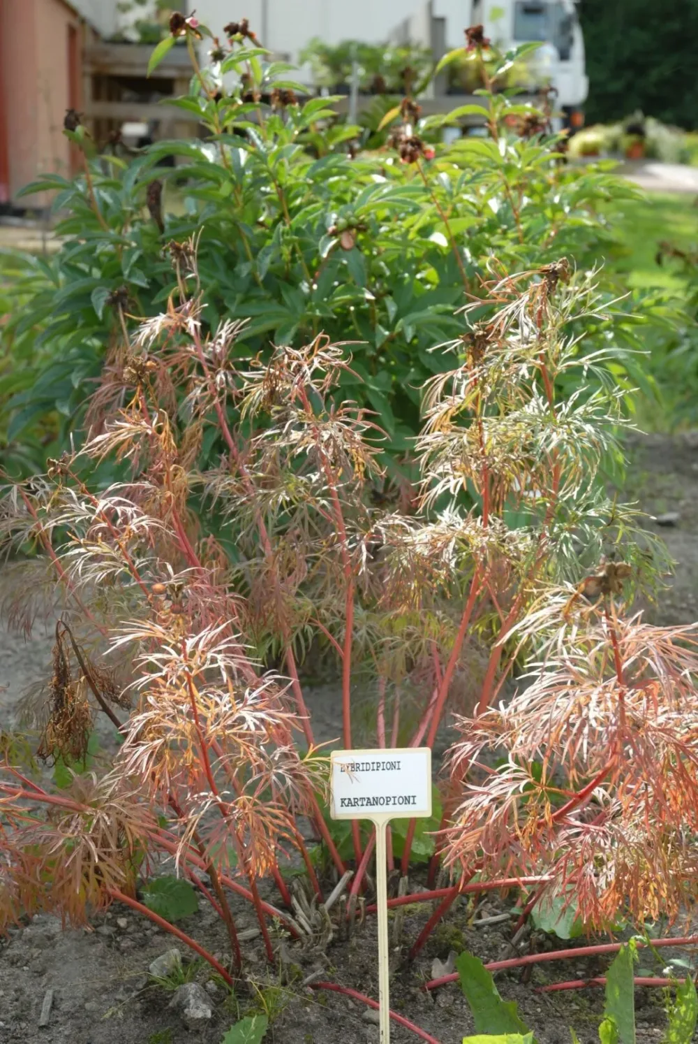P. x hybrida 'Kartanopioni' - Image 6