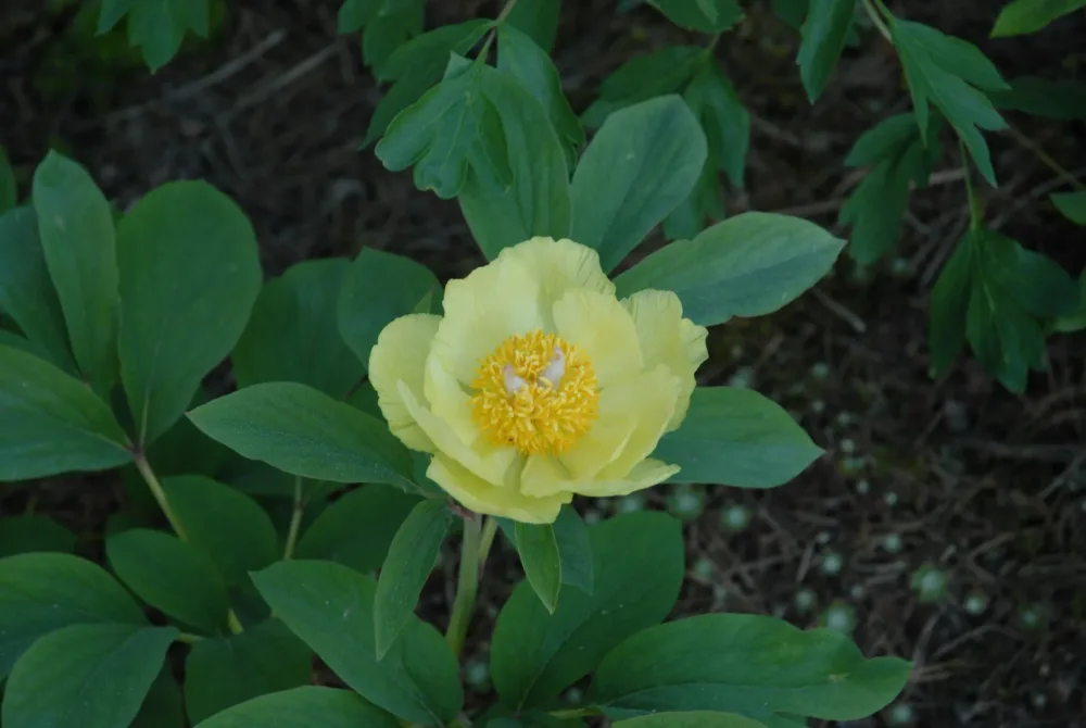 P. mlokosewitschii - Image 2