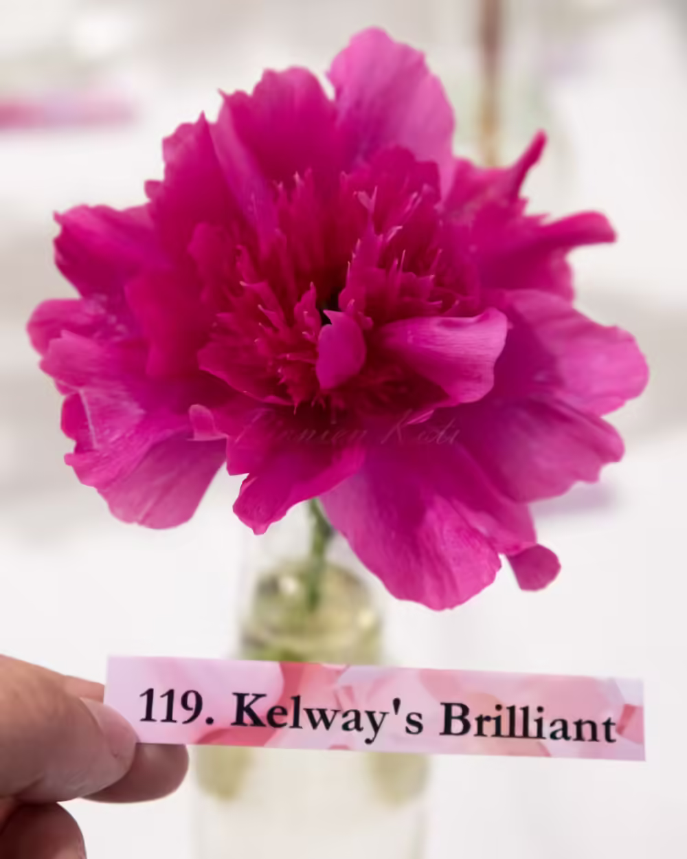 Kelway's Brilliant - Image 2