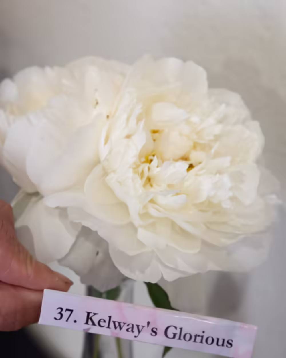 Kelway's Glorious - Image 9