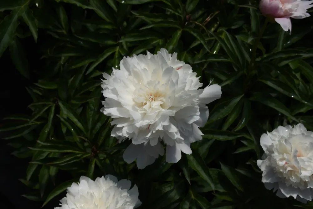 Kelway's Glorious - Image 7