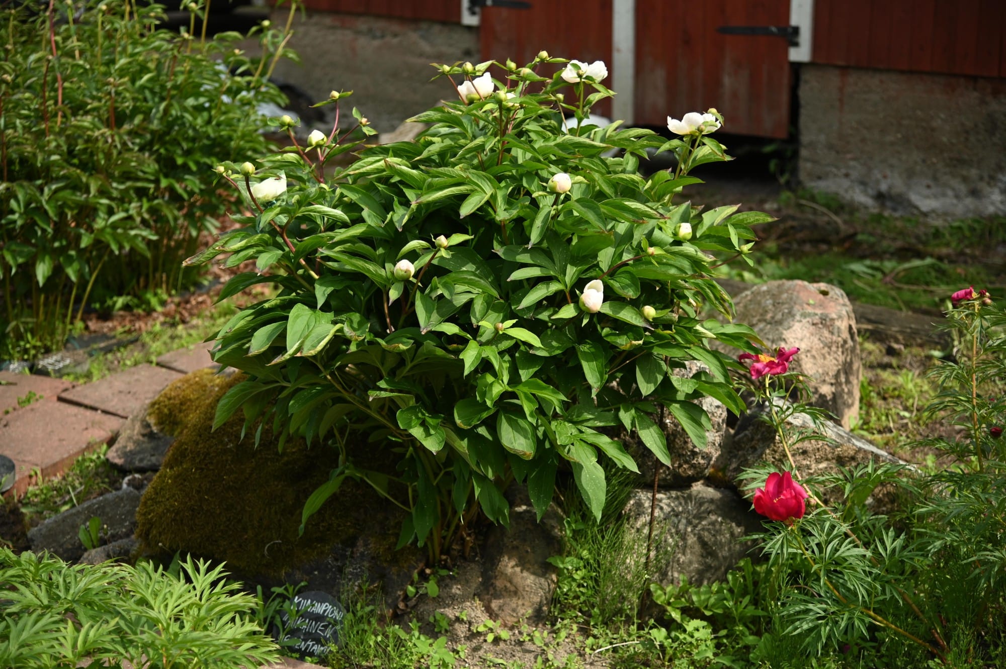 Kiinanpioni (Luonnonlaji) - Image 6