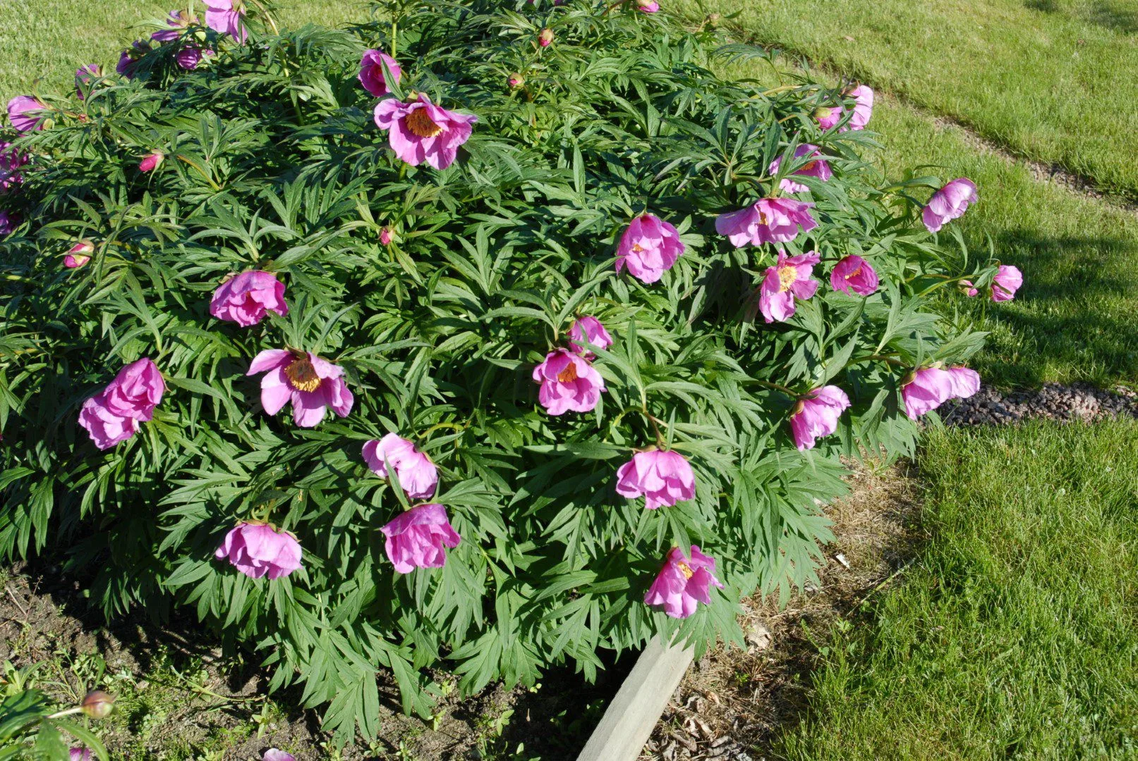 Kuolanpioni - Image 8