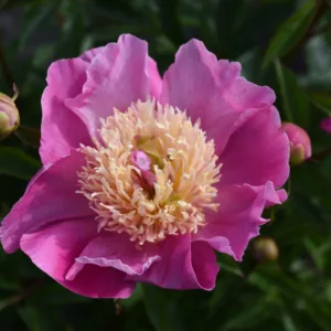 Largo