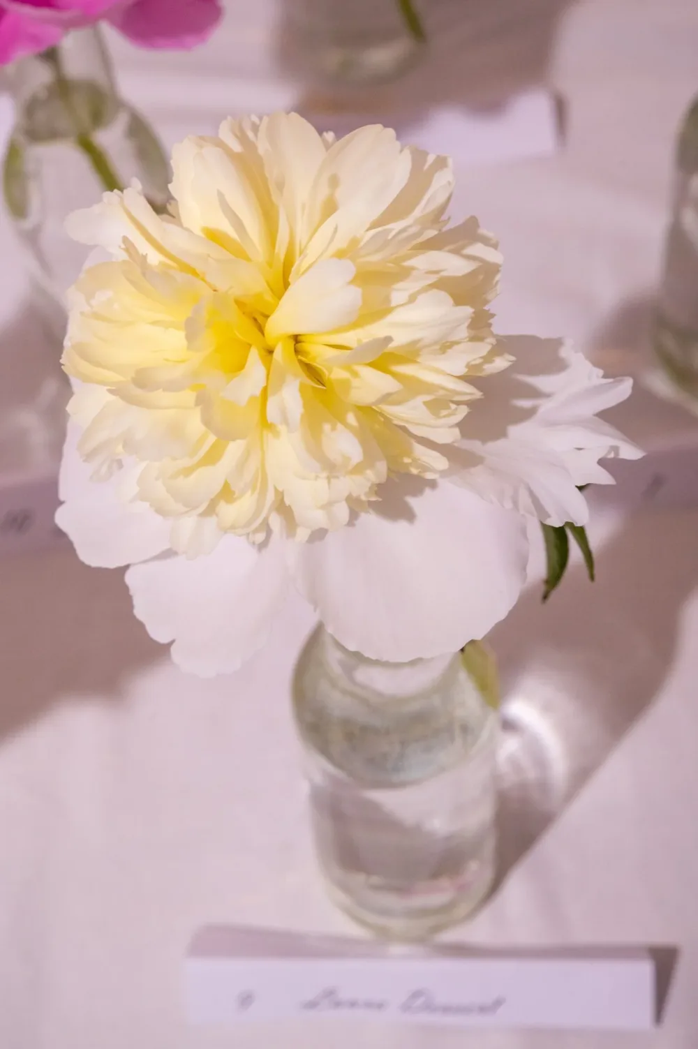 Laura Dessert - Image 8
