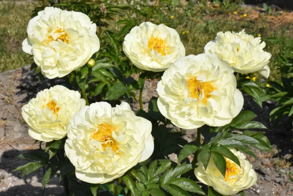 Lemon Chiffon - Image 6