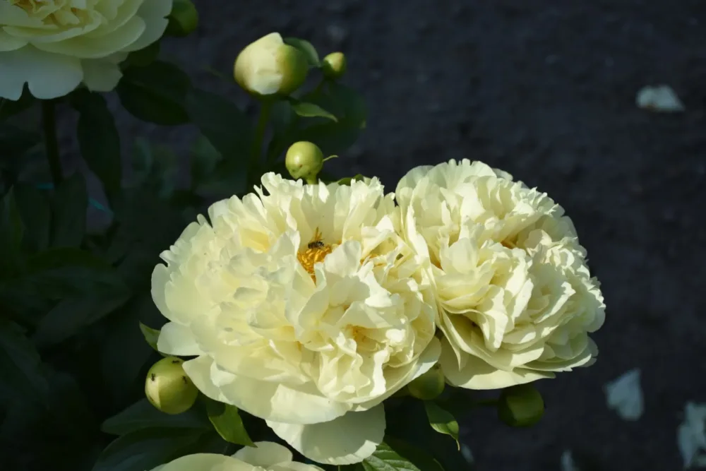 Lemon Chiffon - Image 3