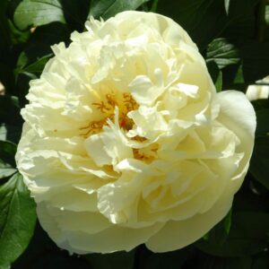 Lemon Chiffon