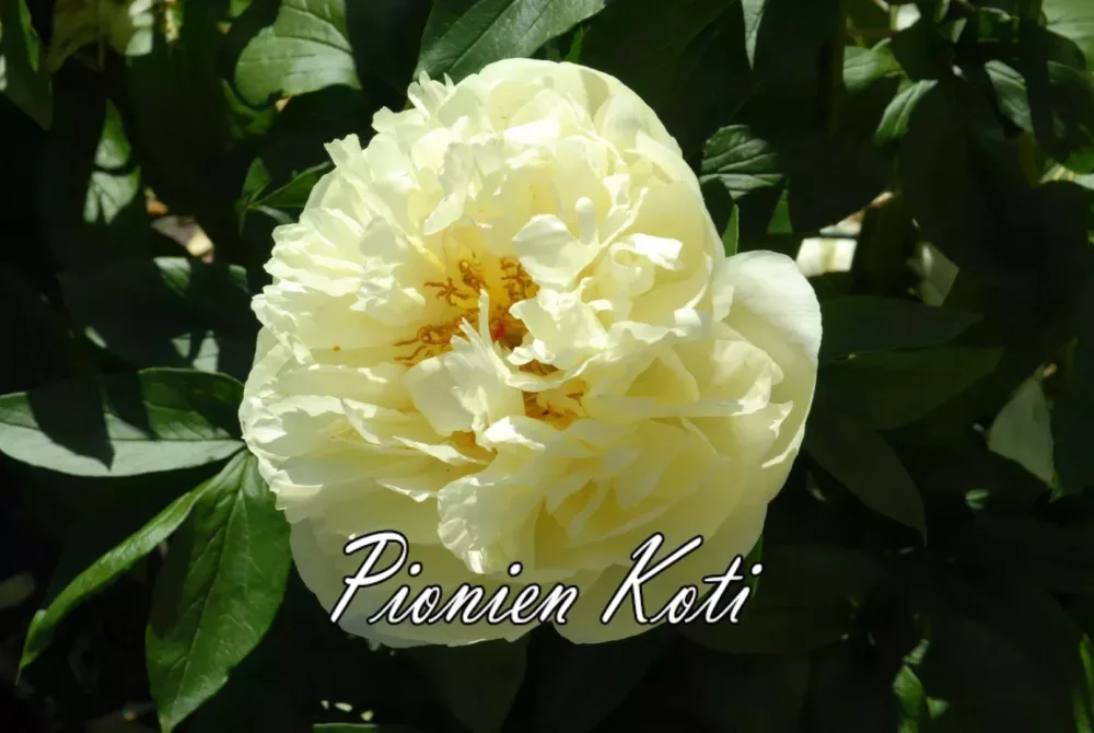Lemon Chiffon