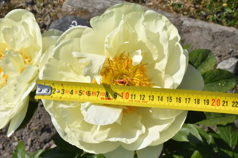 Lemon Chiffon - Image 7