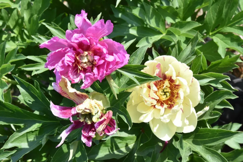 Lollipop - Image 9