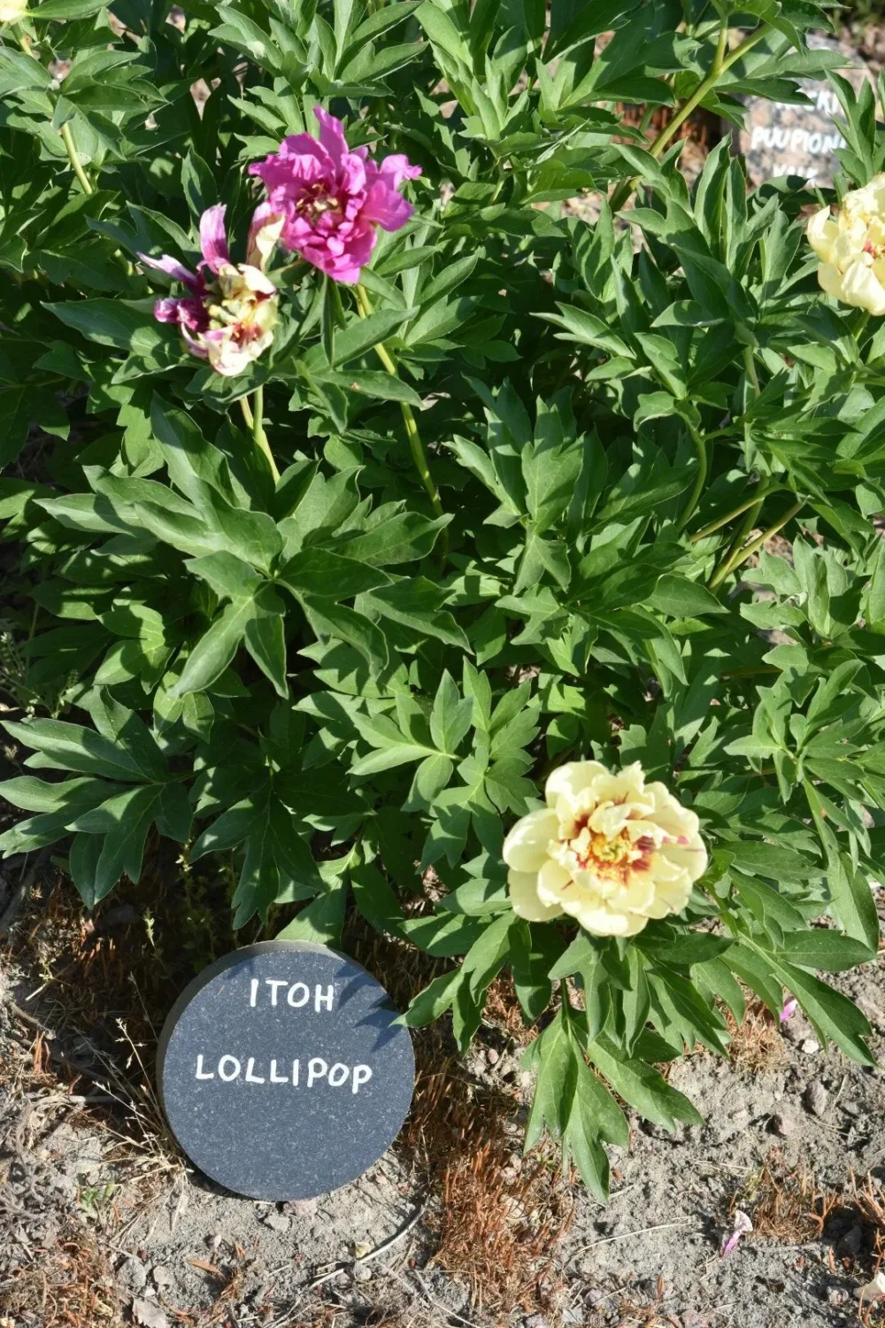 Lollipop - Image 8