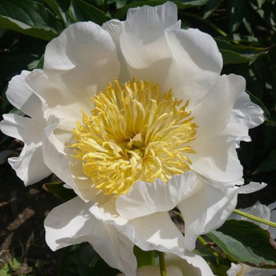 Lotus Queen