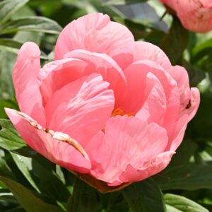 Lovely Rose