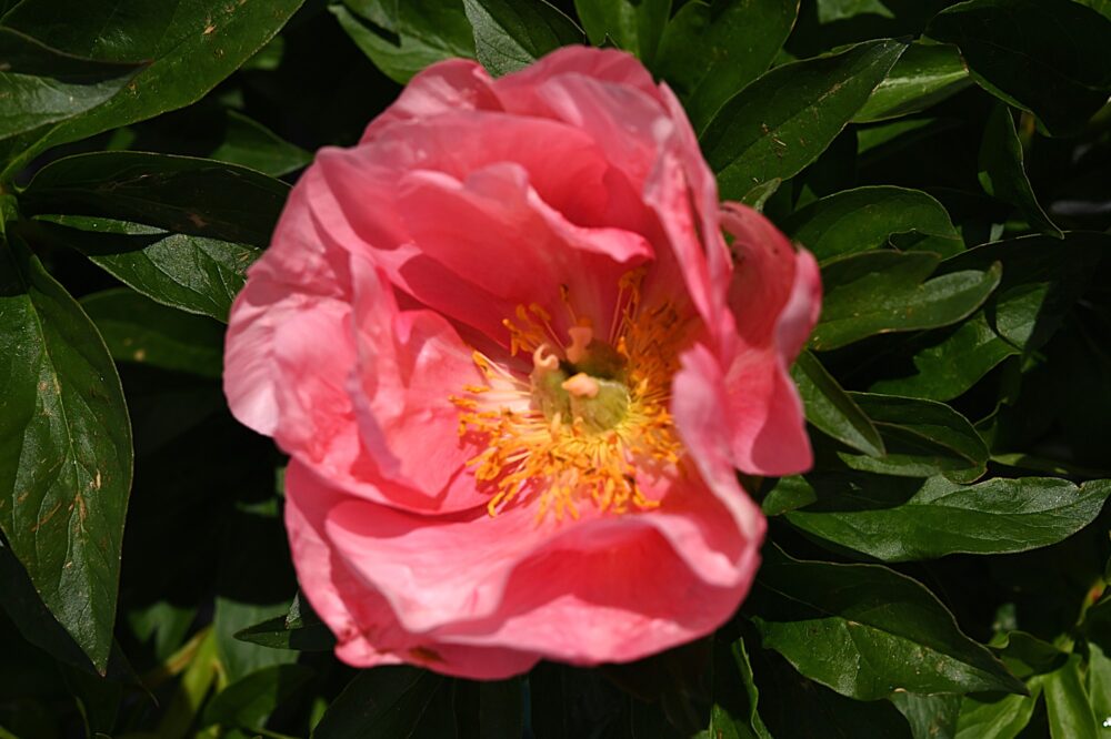 Lovely Rose - Bild 2