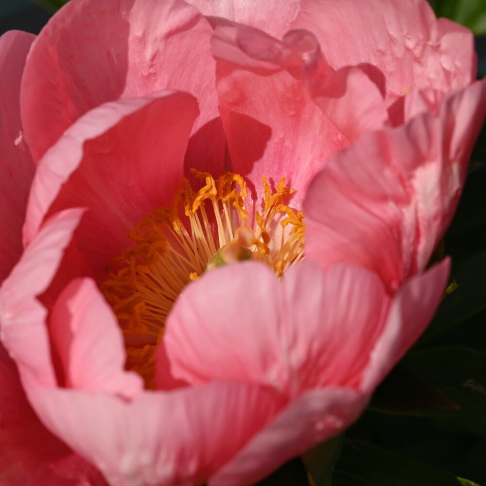 Lovely Rose - Bild 3