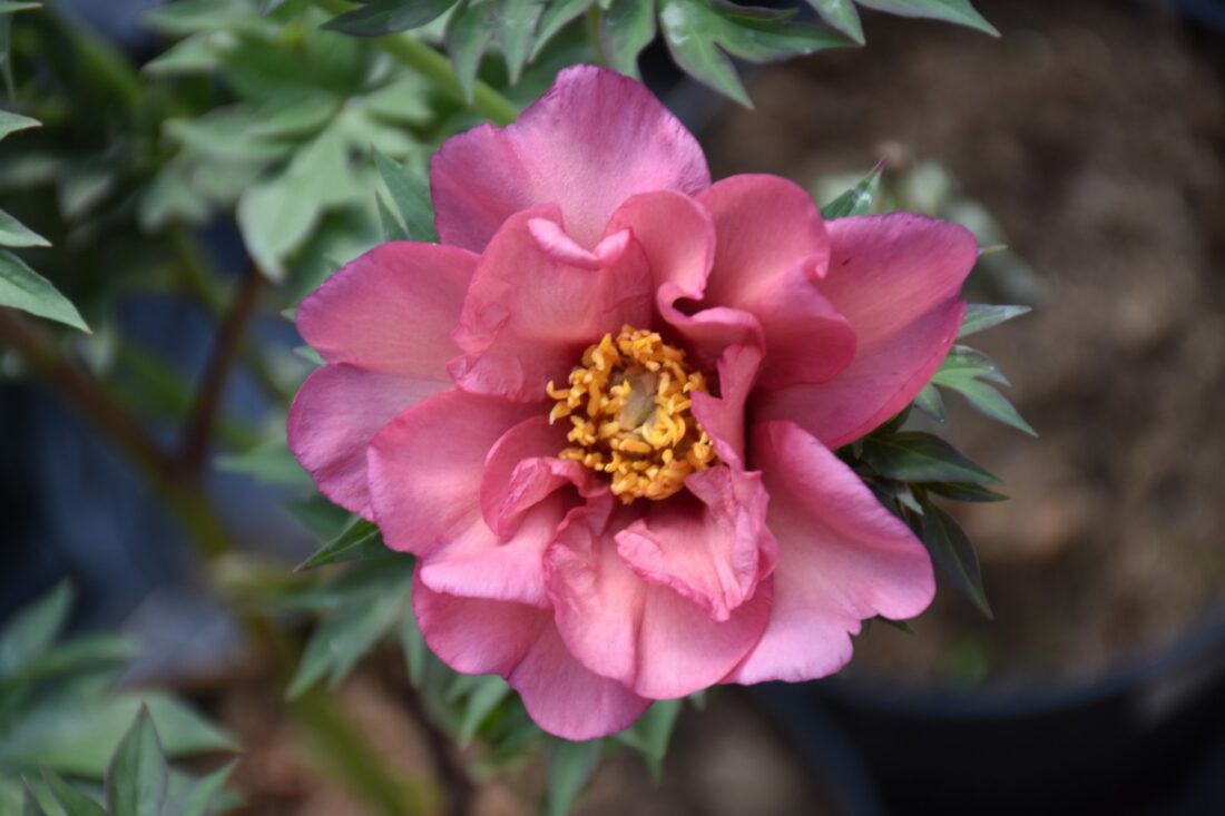 Magical Mystery Tour - Home of Peonies