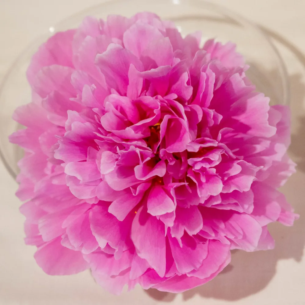 Margaret Truman - Image 3