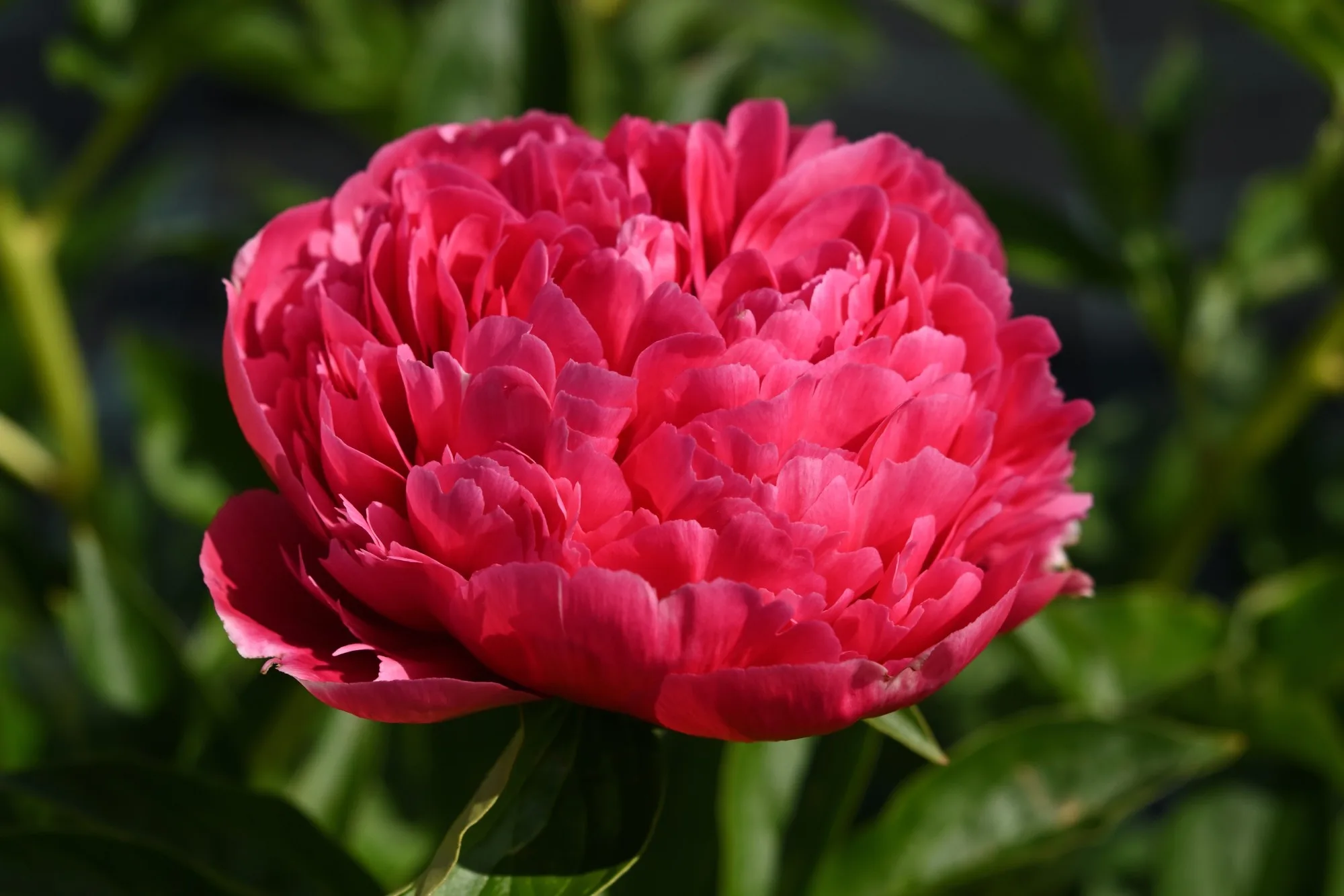 Mary Jo Legare - Image 2