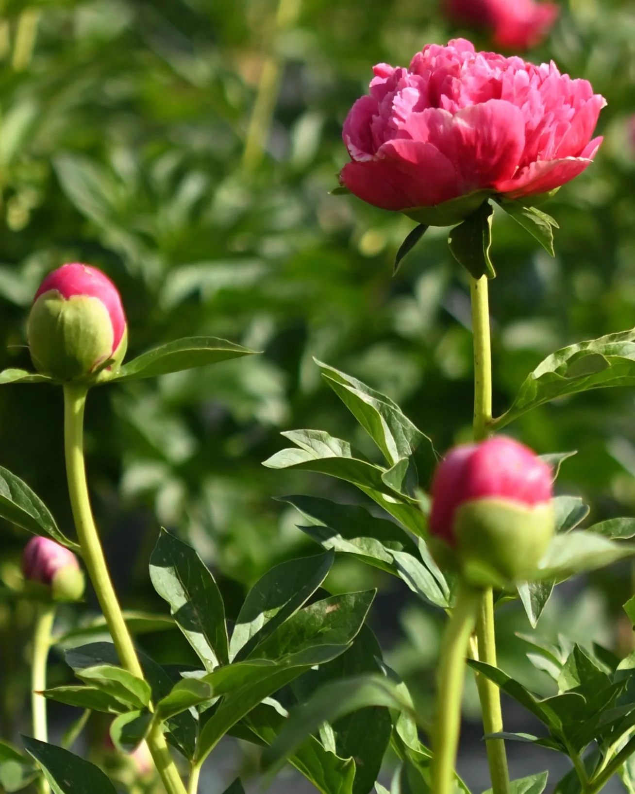 Mary Jo Legare - Image 3