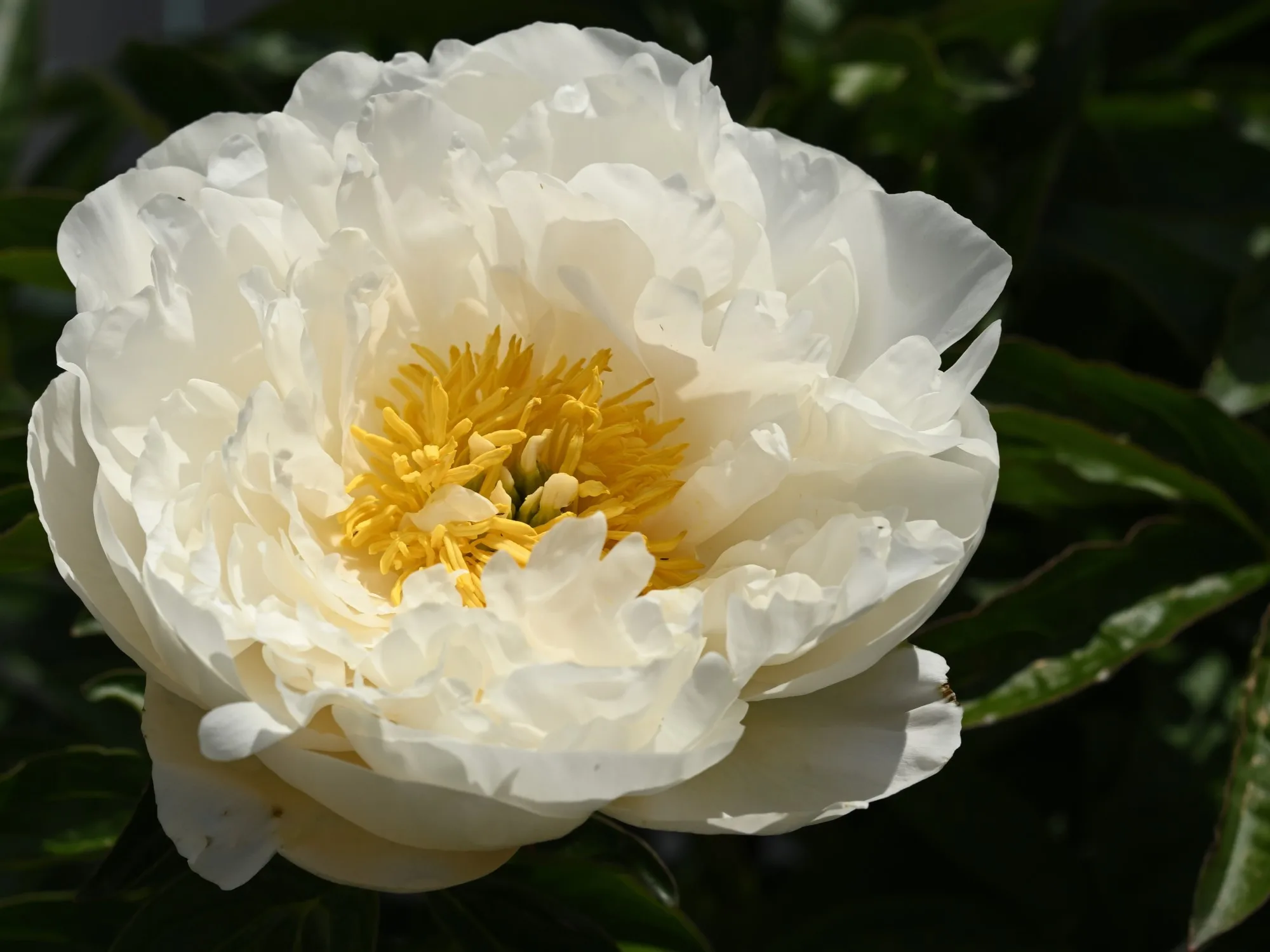 Miss America - Image 7