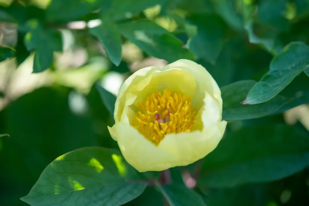 P. mlokosewitschii