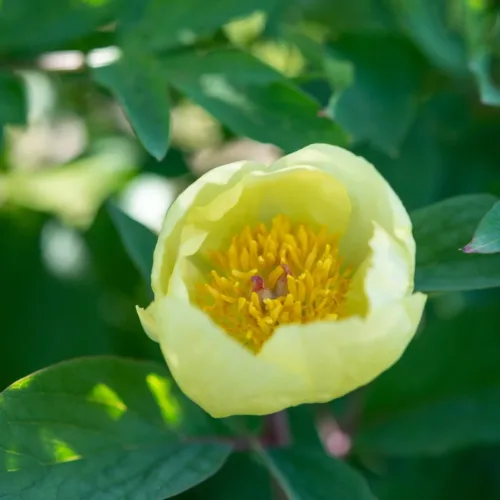 P. mlokosewitschii
