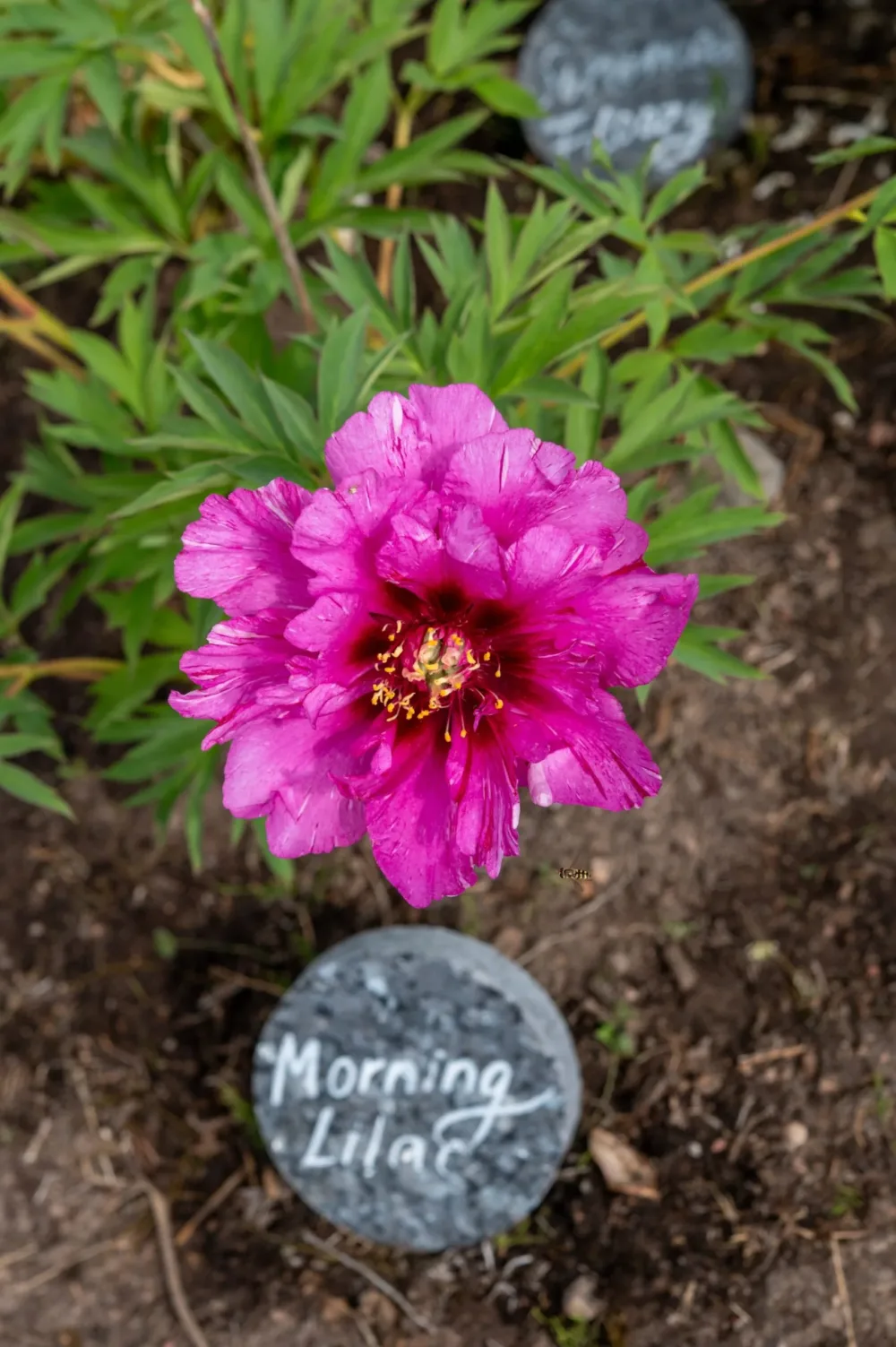 Morning Lilac - Image 2