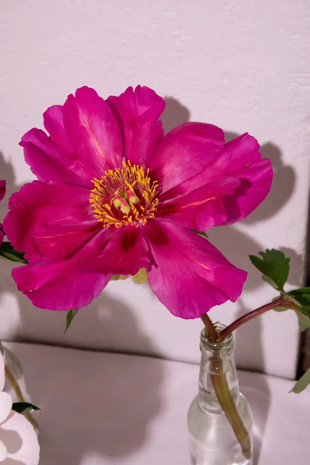 Morning Lilac - Image 7