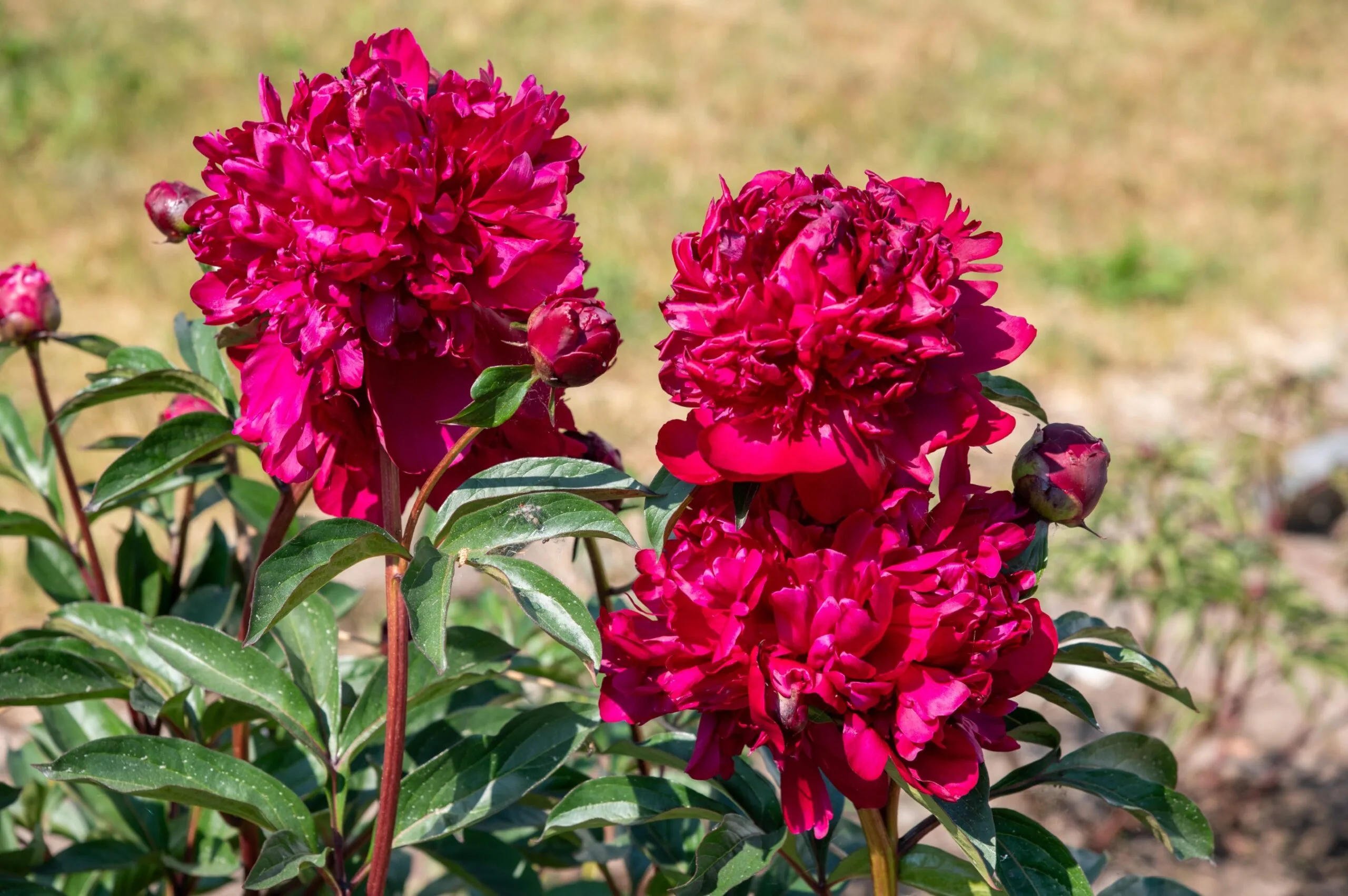 Hei Hai Bo Tao - Image 2