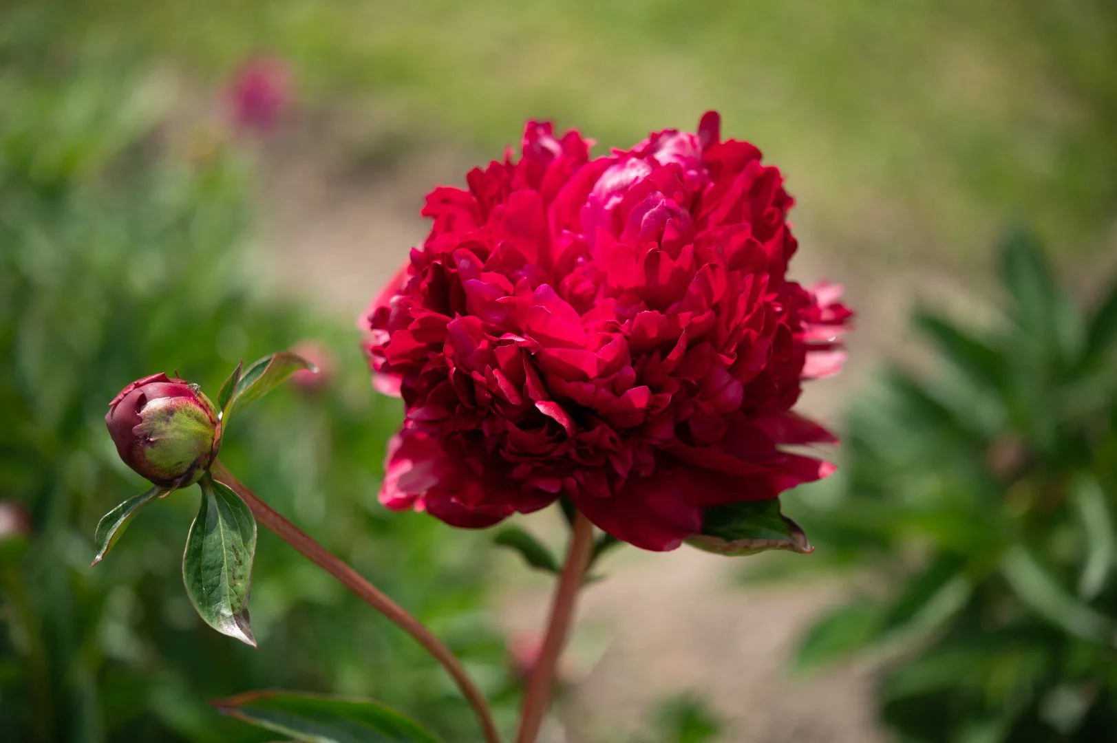 Hei Hai Bo Tao - Image 4