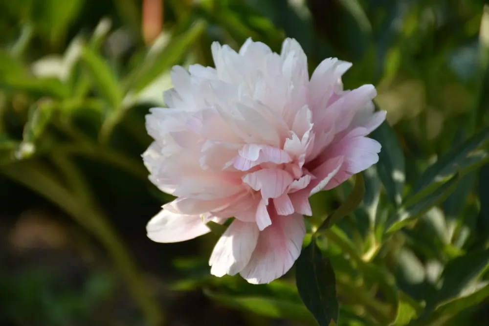 Mutabilis plena - Image 4